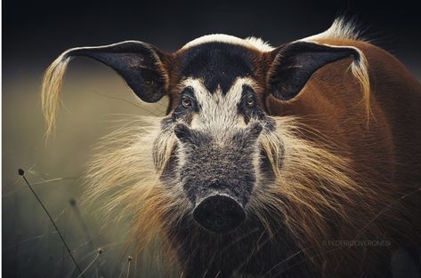 The red river hog (Potamochoerus porcus) or bushpig (a name also used for Potamochoerus larvatus), is a wild member of the pig family living in Africa, with most of its distribution in the Guinean and Congolian forests. It is rarely seen away from rainforests, and generally prefers areas near rivers or swamps. Photo 📸 @federico_veronesi Red River Hog, Wildlife Biologist, Pig Family, Red River, Family Living, A Name, Drawing Inspiration, Animal Kingdom, Mammals