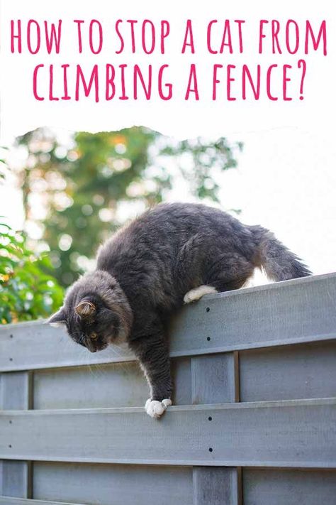 Cat Fencing Outdoor, Cat Deterrent Outdoor, Cat Repellant Outdoor, Cat Proof Fence, Cat Fencing, Cat Homes, Cat Questions, Cat Deterrent, Cat Climbing Wall