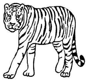 Download free printable Tiger coloring pages for preschool Tiger Outline, Tiger Coloring, Cub Scouts Tiger, Tiger Facts, Cute Tiger Cubs, Super Coloring Pages, Animal Outline, Tiger Drawing, Animal Templates