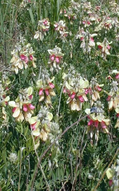 Devils Shoestring, Rue Plant, Goats Rue, Rashid Khan, Old Rock, Drought Resistant, Milk Production, Native Garden, Fishing Tools