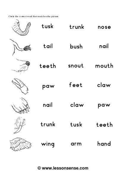 Animals Parts Of The Body Worksheets Biology For Kids, Animals Worksheet, Maze Worksheet, Animal Body Parts, Animal Worksheets, Counting Books, Classroom Tools, Parts Of The Body, Kindergarten Science