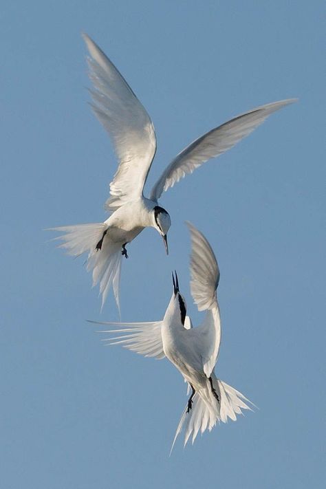 White Birds, Animal Study, Pretty Animals, Photography Contests, Arte Inspo, Bird Drawings, Pretty Birds, Bird Photo, Birds Flying