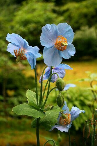 Himalayan Blue Poppy, Car Garden, Poppies Tattoo, Aesthetic Garden, Wallpaper Flower, Easy Landscaping, Garden Aesthetic, Blue Poppy, Blue Garden