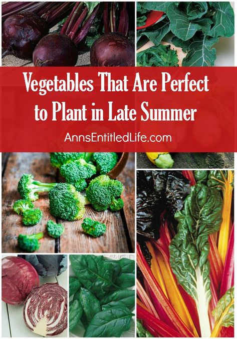 Indoor Vegetables, Winter Vegetables Gardening, Vegetable Gardening Ideas, Winter Gardening, Fall Gardening, Fall Vegetables, Indoor Vegetable Gardening, Fall Garden Vegetables, Winter Vegetables