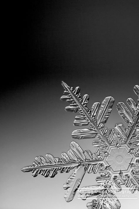 Glimmer Aesthetic, Snowflake Photography, Real Snowflakes, Snowflake Bentley, Snowflake Wallpaper, Snowflake Images, Snowflakes Real, Snowflake Photos, Snow Crystal