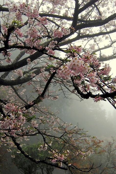 Cherry Ideas, Spring Landscaping, Tree Wallpaper Iphone, Nature Photography Trees, Nature Photography Flowers, Photography Spring, Beautiful Landscape Photography, Image Nature, Foggy Forest