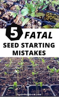 Starting A Garden From Seeds, Seed Starting Table, Gardening Room, When To Start Seeds Indoors, Gardening Boxes, Growing Vegetables From Seeds, Gardening Table, Gardening Wedding, Seed Starting Containers