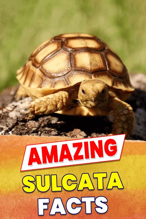 Large Sulcata Tortoise Habitat Outdoor, Sulcata Tortoise Habitat Outdoor, Sulcata Tortoise Enclosure, Sulcata Tortoise Diet, African Sulcata Tortoise, Turtle Setup, Tortoise Enclosure Indoor, Bearded Dragon Terrarium Ideas, Pet Tortoise