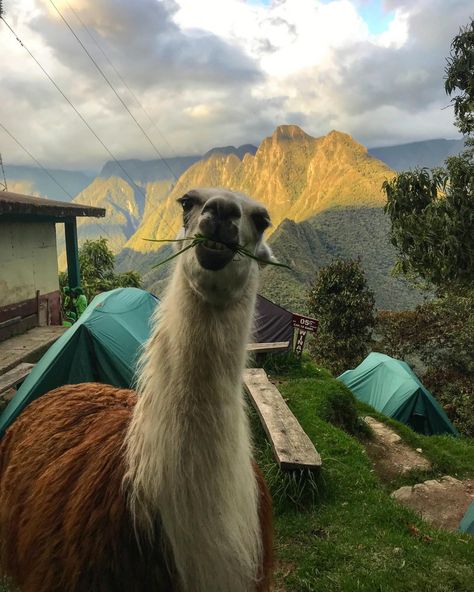 Who’s ready for the tea on Cusco? 🍵 One of The Rife Guide’s favorite cities for food, animals and outdoor activities. Tomorrow’s article features all the inspo you need before visiting the pearl of Peru! 🇵🇪 • Click the link in our bio to sign up for our weekly Tuesday articles. We promise they are as cool as Cusco! 😏 • www.therifeguide.com #therifeguide #cusco #peru #andesmountains #trekking #incatrail #machupicchu #llamas #wayout Backpacking South America, Cusco Peru, Peru Travel, South America Travel, Machu Picchu, Travel Scrapbook, The Pearl, Travel Inspo, The Tea