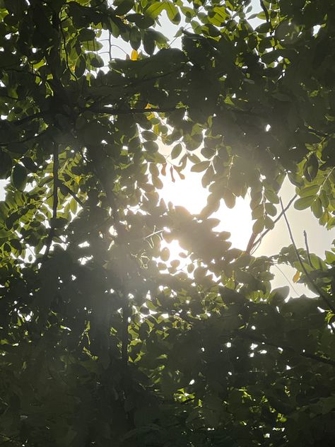 trees, sun, nature, light, sunlight, leaves, leaf, green Natural Sunlight Aesthetic, Sun Shadow Aesthetic, Sun Through Leaves, Sun Light Aesthetic, Light Through Leaves, Sunlight Through Leaves, Light Through Trees, Monochromatic Nature, Sunlight Through Trees