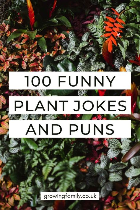 Plant Jokes Funny, Sunflower Puns, Funny Plant Quotes, Tree Planting Quotes, Funny Plant Sayings, Leaf Puns, Herb Puns, Gardening Jokes, Succulent Puns