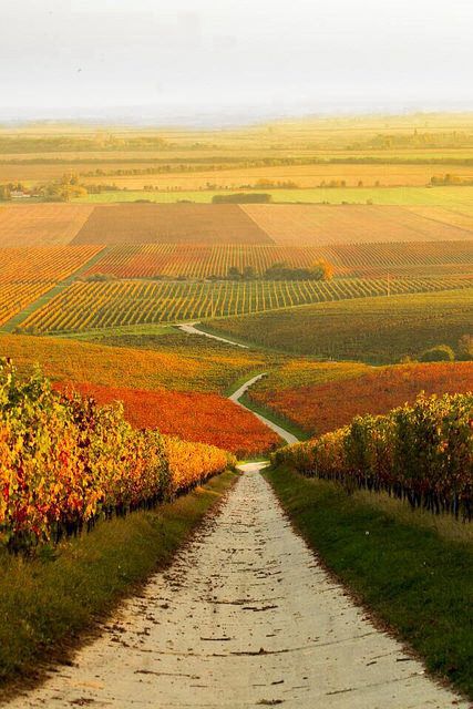 Autumn Vineyard, Dirt Road, Europe Destinations, Macedonia, Wine Country, Albania, Slovenia, Serbia, Malta