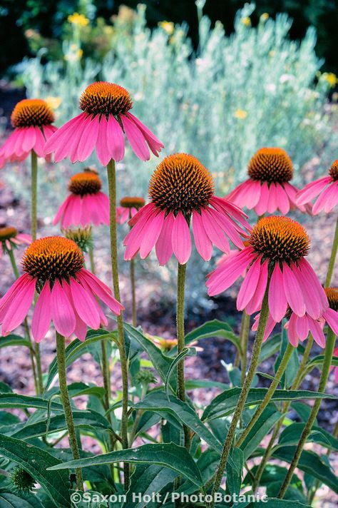 Echinacea Garden, Echinacea Benefits, Garden Library, Garden Flowers Perennials, Perennial Flower, Plants Uk, Plants Ideas, Landscaping Garden, Echinacea Purpurea