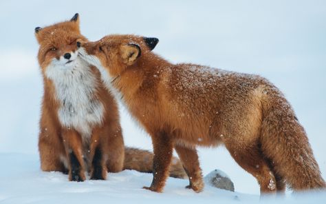 Red Fox Romantic Love Couple Wallpaper HD - Best Wallpaper HD Cute Animals Kissing, Animals Kissing, Prove Love, Red Foxes, Vulpes Vulpes, Regnul Animal, Cuddly Animals, Cat Air, Love Is