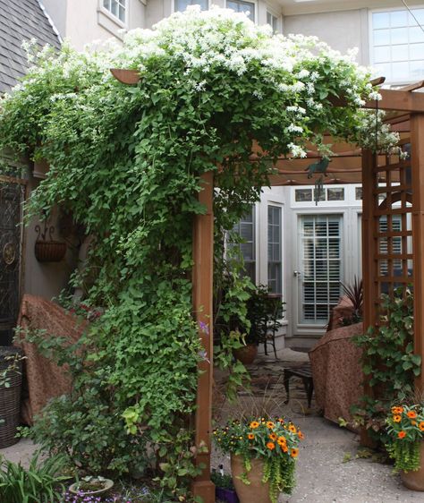 Nice simple pergola, with privacy, for the future front patio. Clematis Pergola, Creeping Plants, Evergreen Clematis, Gatsby Glam, Autumn Clematis, Spring Food, Pergola Design, Garden Vines, Deck With Pergola