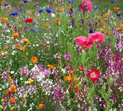 Awesome Gardens, Wildflower Gardens, Habitat Garden, Grow Wildflowers, Full Sun Perennials, Sun Perennials, Wildflower Garden, Have Inspiration, Meadow Flowers