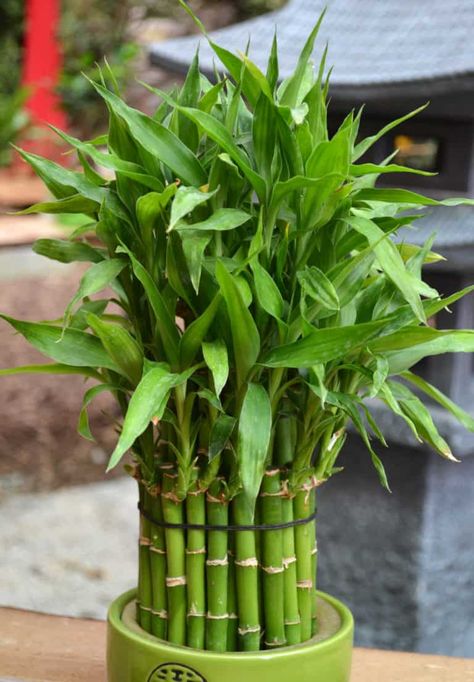 17 Easy to Care For Low Light Houseplants You Will Love Lucky Bamboo Decor, Bamboo Plant Indoor, Indoor Bamboo Plant, Bamboo Plant Decor, Bamboo House Plant, Low Light Houseplants, Low Light House Plants, Indoor Plants Low Light, Houseplants Low Light