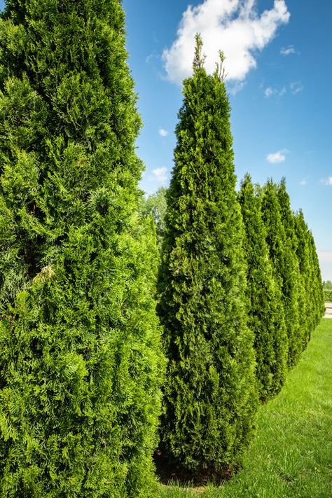 Flowering Crabapple, Summer Greenery, Conifers Garden, Growing Trees, Myrtle Tree, Redbud Tree, Dirty Hands, Conifer Trees, Fast Growing Trees