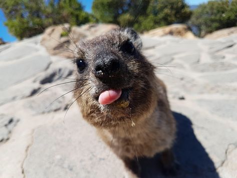 A "Dassie" (aka Rock Hyrax) on Lion's Head Rock Hyrax, Tattoo Nature, Amazing Animal Pictures, Cute Small Animals, Tropical Animals, Animal Print Wallpaper, Wet Cat, His Secret Obsession, Animal Sketches