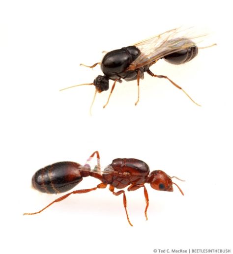 Fire ant winged reproductives: male and female | Beetles In The Bush Fire Ant, Fire Ants, University Of Texas At Austin, The Bush, Colorado River, University Of Texas, Beetles, Male And Female, Ecosystem