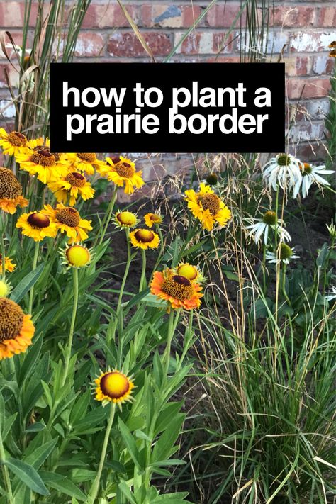 Prairie borders take their inspiration from the vast grassland and horizons of the American plains. This natural style of design is known as Prairie planting. It uses bold blocks of plants and colours. Allowing groups to self seed and colonize. Rich in pollen for insects and following a very natural flow. This guide will show you just how easy it is to achieve in the smallest of gardens. Prairie Yard Landscaping, Small Prairie Garden, Prairie Planting Small Garden, Prairie Garden Design Layout, Prairie Style Garden, Prairie Garden Ideas, Native Prairie Landscaping, Prairie Landscape Design, Prairie Garden Design