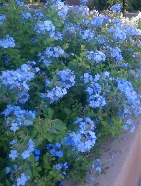 Blue Plumbago, Yard Plants, Hyper Fixation, Beautiful Flowers Images, Blue Plants, Blue And Purple Flowers, Tree Tree, Cut Flower Garden, Art Tree