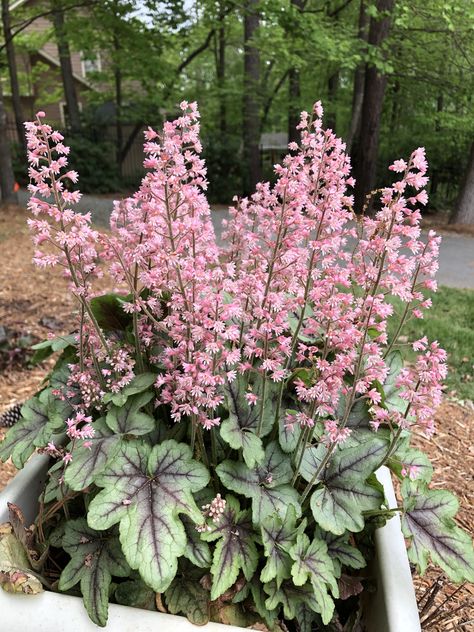 Partial Shade Perennials, Pink Flower Names, Coral Bells Plant, Types Of Pink, Lily Turf, Coral Bells Heuchera, Arum Lily, Worrying Too Much, Coral Bells