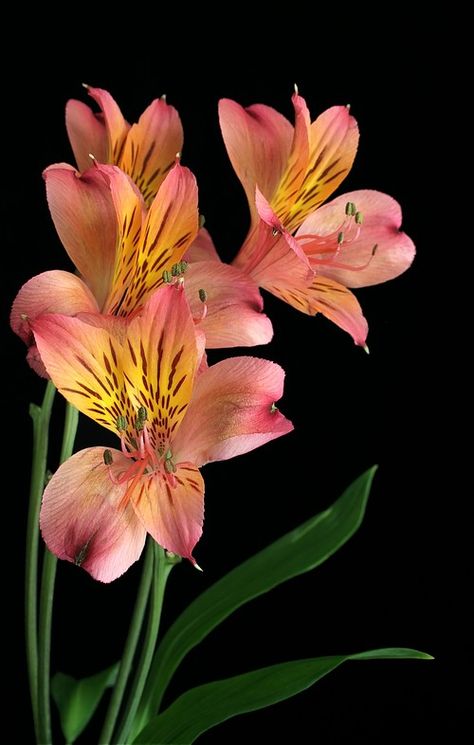 Peruvian Lily, Peruvian Lilies, Flower Identification, Airbrush Art, Beautiful Flowers Pictures, Flower Art Painting, Arte Floral, Botanical Flowers, Exotic Flowers