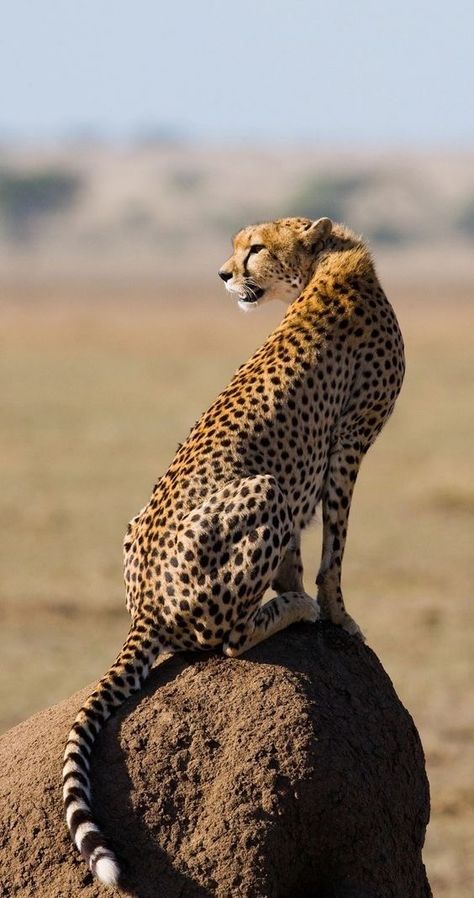 Cheetah Reference Photo, Leopard Reference Photo, Big Cat Reference Photo, Cheetah Side View, Cheetahs Animal, Wild Cats Photography, Cheetah Reference, Leopard Photos, Cheetah Photography