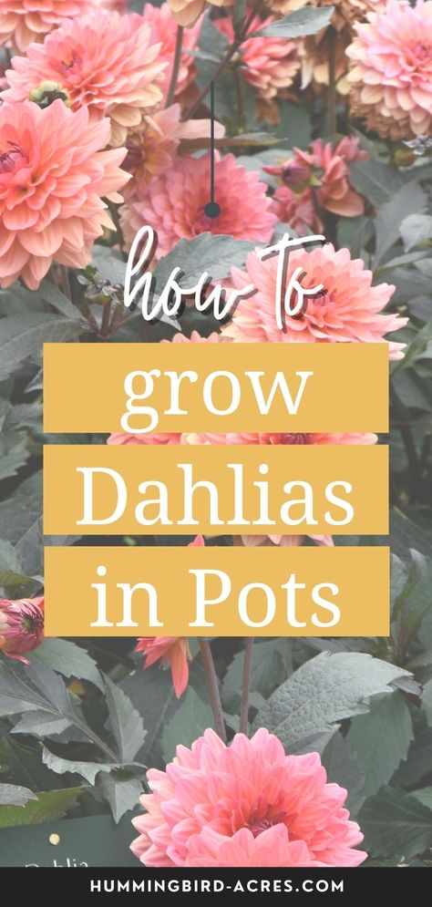 Growing Bulbs In Pots, Dahlia Pot Ideas, How To Grow Dahlias In Pots, Dahlia Care How To Grow, How To Plant Dahlias, Potted Cut Flower Garden, Dahlia Flower Garden Landscapes, Dhalia Garden Bed, Growing Dahlias In Pots