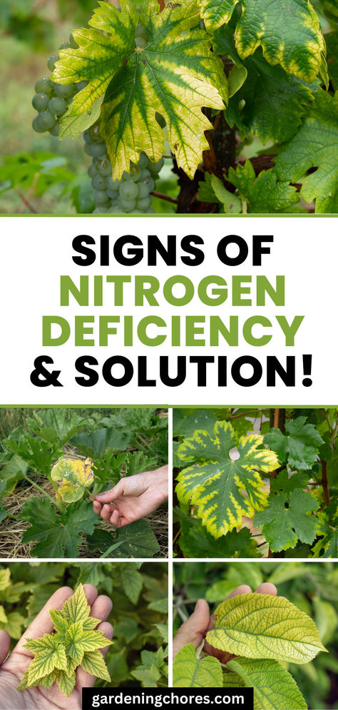 Signs of nitrogen deficiency & solution Nitrogen Deficiency In Plants, Nitrogen Fixers, Plant Advice, Kentucky Coffee Tree, Hammock Area, Golden Chain Tree, Nitrogen Fixing Plants, California Lilac, Nitrogen Fixation