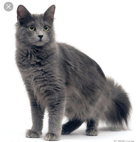 Nebelung Cat, Nebelung, Pet Finder, Warrior Cat Oc, Cat Oc, Cat Reference, Grey Cat, Cat Pose, Warrior Cat