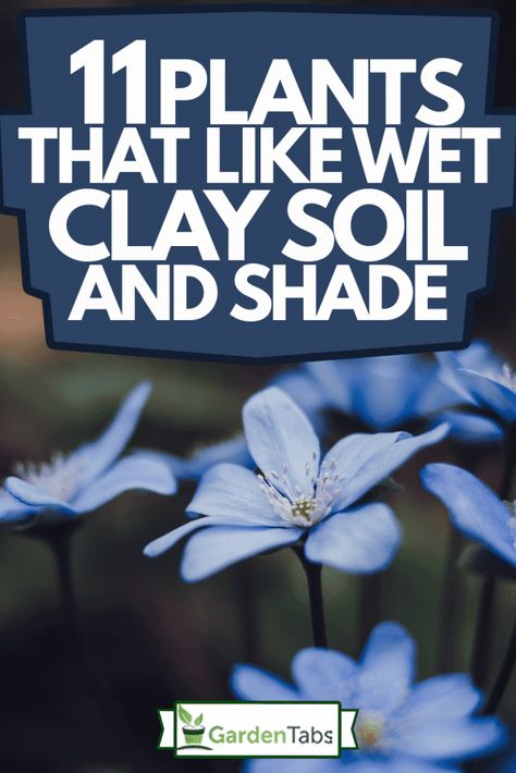 Shade Gardening Ideas, Ground Cover For Clay Soil, Shade Rain Garden, Shady Wet Garden Ideas, Clay Loving Plants, Plants That Grow Well In Clay Soil, Plants For The Shade, Full Shade Garden Plants, Yard Ideas Where Grass Wont Grow