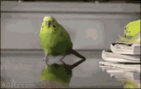 Boom Bird GIF - Boom Bird Parrot - Discover & Share GIFs Parrot Gif, Bird Gif, Top Memes, Viral Post, Got7, Animated Gif, Cool Gifs, Parrot, Funny Gif