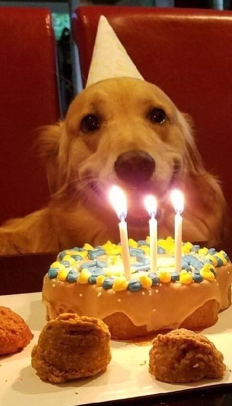 A Dog, Birthday Cake, Cake, Dogs, Birthday