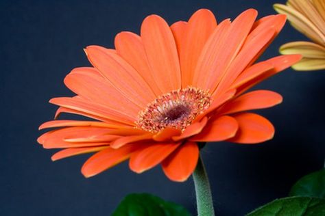 Gerber Daisy, Tall Wedding Centerpieces, Gerbera Daisies, Gerber Daisies, Winter Plants, Flower Care, Silk Flower Arrangements, Flower Centerpieces Wedding, Floral Arrangements Wedding