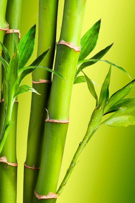 Bamboo is the crème de la crème of my Membership✨ #patreon #benefits Bamboo Painting, Bamboo Landscape, Hawaiian Plants, Chi Energy, Bamboo Texture, Gel Candles, Bamboo Garden, Bamboo Crafts, Bonsai Plants