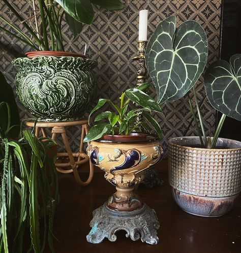 Gothic Plant Stand, Gothic Plant Pots, Witchy Plants Aesthetic, Victorian Houseplants, Botanical Gothic Decor, Victorian Plants, Gothic Plants, Bohemian Gothic Decor, Wallpaper Bohemian