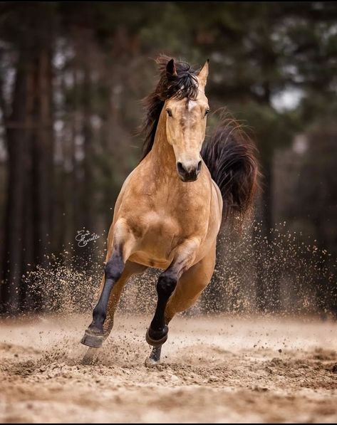 Buckskin Horse Photography, Dappled Buckskin Horse, Dapple Buckskin Horse, Dark Buckskin Horse, Buck Skin Horse, Sooty Buckskin Horse, Buckskin Horse Aesthetic, Buckskin Mustang, Buttermilk Buckskin