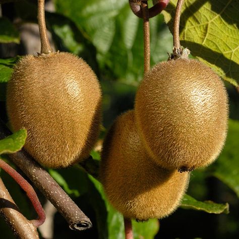 USDA Organic Fuzzy Kiwis for Sale – FastGrowingTrees.com Kiwi Vine, Flowering Pear Tree, Types Of Mulch, Arborvitae Tree, Endless Summer Hydrangea, Redbud Tree, Holly Tree, Crabapple Tree, Blueberry Bushes