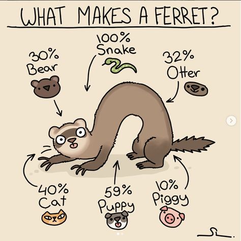 Adorable And Funny Comics About Ferrets That Will Make You LOL - I Can Has Cheezburger? Ferrets Care, Baby Ferrets, Funny Ferrets, A Ferret, Pet Ferret, Cute Ferrets, Cute Animal Drawings, Cute Creatures, Exotic Pets