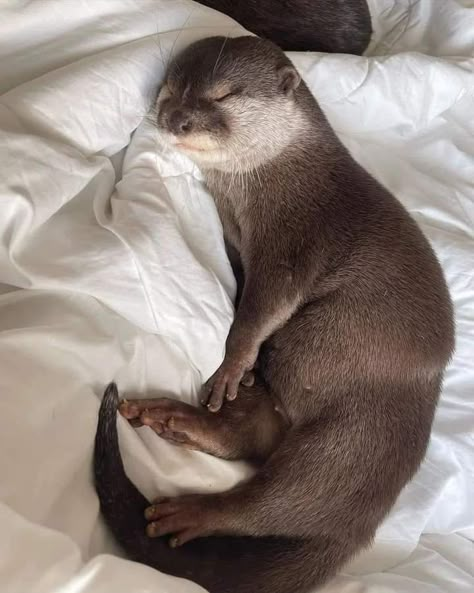 Otters Cute, Otter Love, Baby Otters, Really Cute Dogs, Sea Otter, Silly Animals, Cute Animal Pictures, Animal Planet, Cute Little Animals