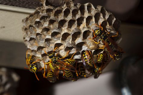 Paper wasps will defend their nest aggressively, so in some cases, they may need to be removed. Learn when and how to remove paper wasp nests safely. Wasp, Paper Wasp, Wasp Traps, Hornets Nest, Wasp Nest, Kill Mosquitos, New Canaan, Light Pole, Pest Control