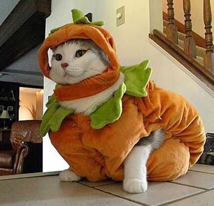 Top 10 Cats Dressed as Pumpkins | via The Very Best Top 10 A Cat, Halloween, Animals