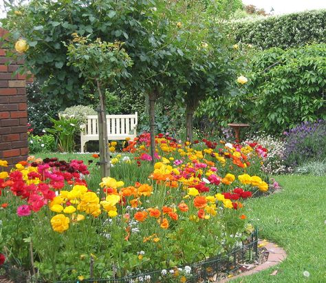 Seat and ranunculus | Colourful ranunculi growing in my fron… | Flickr Ranunculus Centerpiece, Wildflower Gardens, Perennial Garden Design, Sunny House, Ranunculus Garden, Colonial Garden, Perennial Gardens, Country Treasures, Gardens Ideas