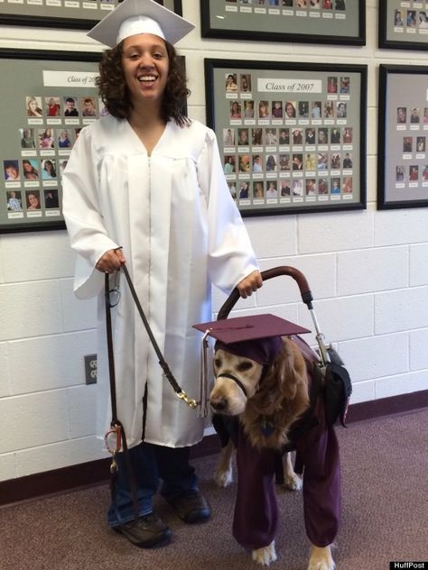 Loyal Service Dog Dons Cap And Gown To Join 17-Year-Old At Her High School Graduation Mobility Service Dog, Golden Retriever Service Dog, Academic Regalia, Golden Retriever Names, Service Dog Patches, Psychiatric Service Dog, Service Dogs Gear, Dog Hero, Graduation Cap And Gown