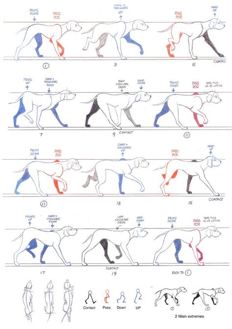 Walking Animation, Piskel Art, Run Cycle, Dog Anatomy, Richard Williams, Dog Animation, Animation Storyboard, Animation Sketches, 강아지 그림