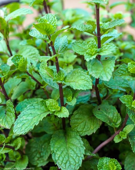 Herb Garden Outdoor, Herb Garden Tips, Mint Plant Care, Flowering Herbs, Herb Garden Ideas, Mint Photography, Mint Plant, Easy Herbs To Grow, Mint Herb