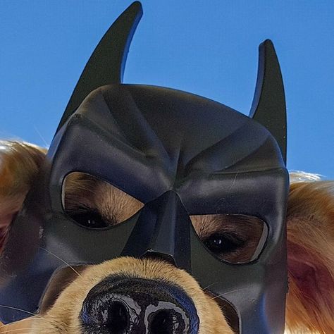 Batman Dog, Bat Dog, Swag Style, Golden Retrievers, Puppy Training, Save The Planet, Cuteness Overload, Dog Life, Save You