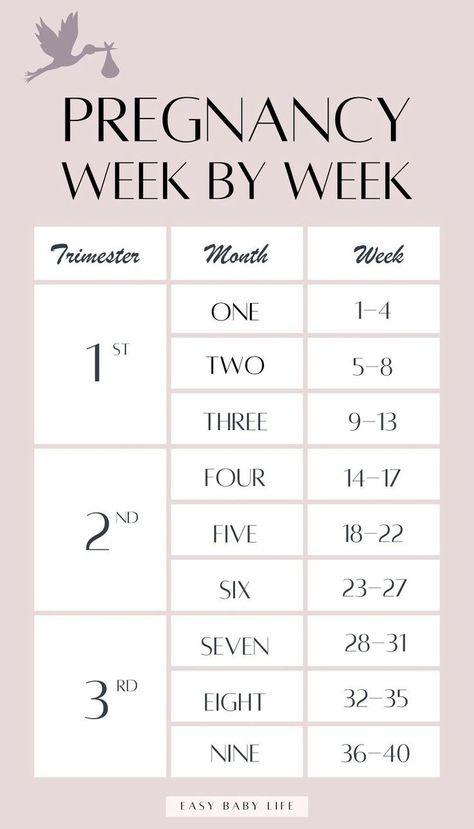 If you are pregnant or trying to get pregnant, bookmark this super handy pregnancy guide to your pregnancy week by week! The perfect trimester chart to reference (such a good pregnancy chart to see the stages of pregnancy weekly!) Read about the pregnancy weeks in each of the trimesters of pregnancy. The pregnancy calendar is perfect for first time moms to be. Perfect for baby development, size, belly, pregnancy symptoms, pregnancy tips, and pregnancy checklists from early pregnancy to birth. How Many Weeks In Each Trimester, Stages Of Pregnancy Weekly, Pregnancy Belly Week By Week, Pregnancy Trimester Chart, Pregnancy By Week, Trimester Chart, First Trimester Pregnancy Tips, First Pregnancy Tips, Pregnancy Weeks